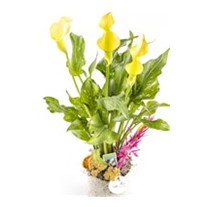 Gala Flower
