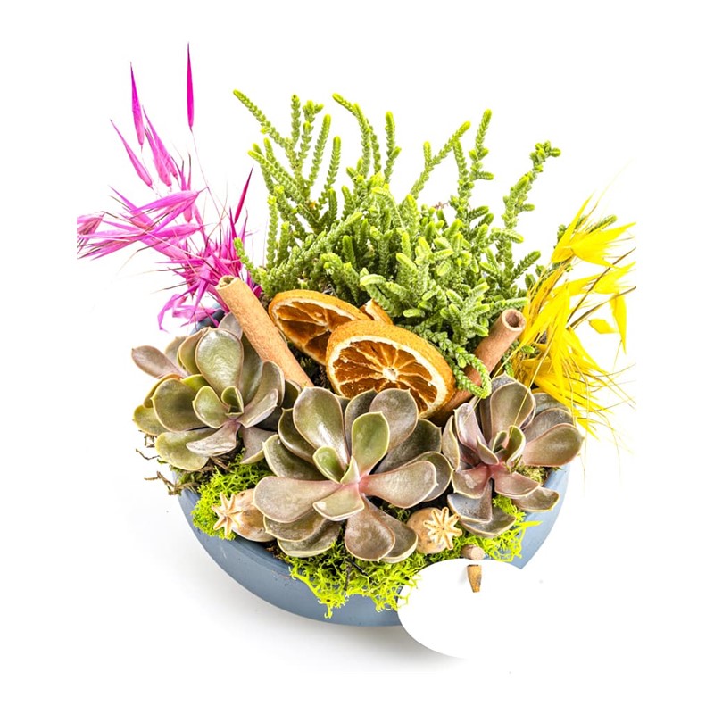 Plant Set