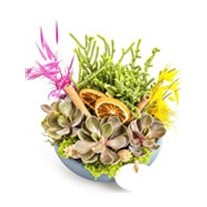 Plant Set
