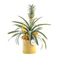 Tropikal Ananas Bitkisi