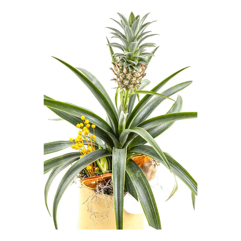 Tropikal Ananas Bitkisi