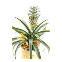 Tropikal Ananas Bitkisi