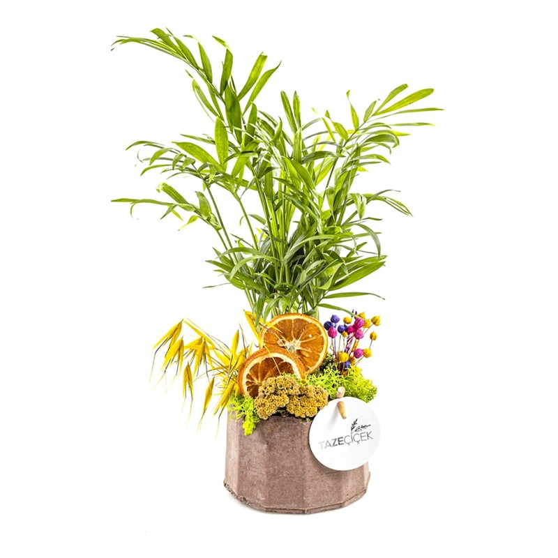 Green Chamaedorea