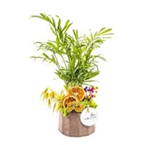 Green Chamaedorea