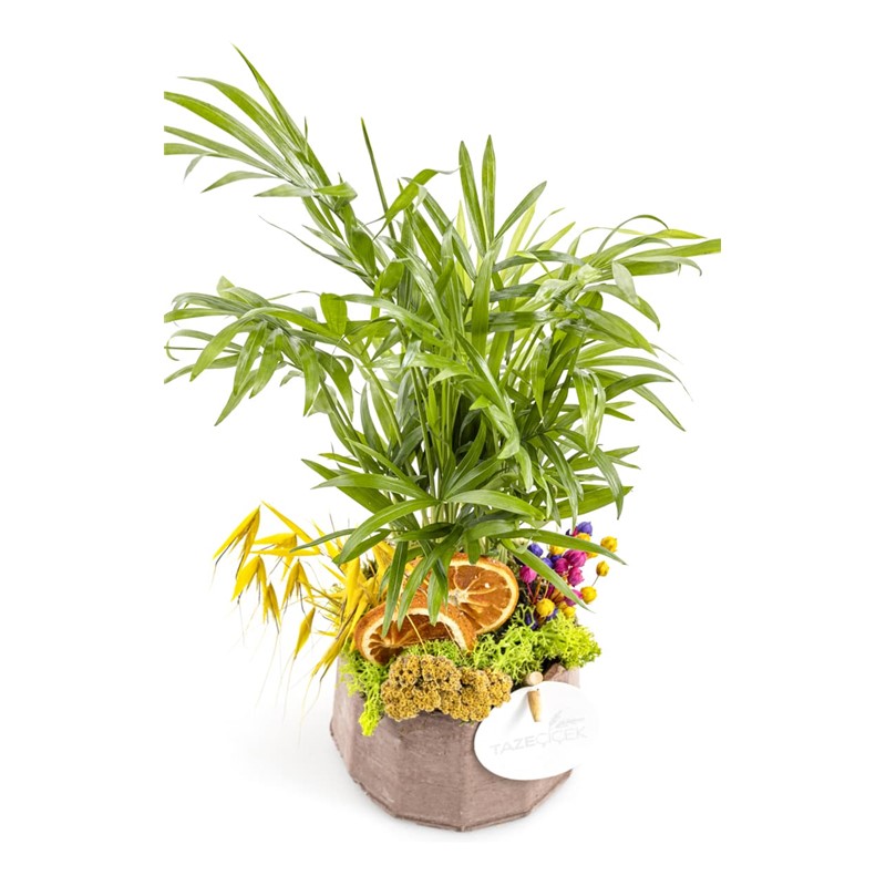 Green Chamaedorea