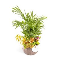 Green Chamaedorea