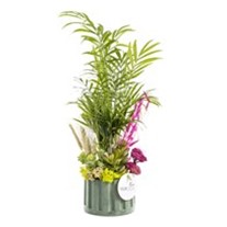 Areca Garden Teraryum