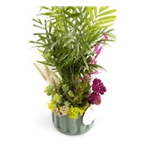 Areca Garden Teraryum