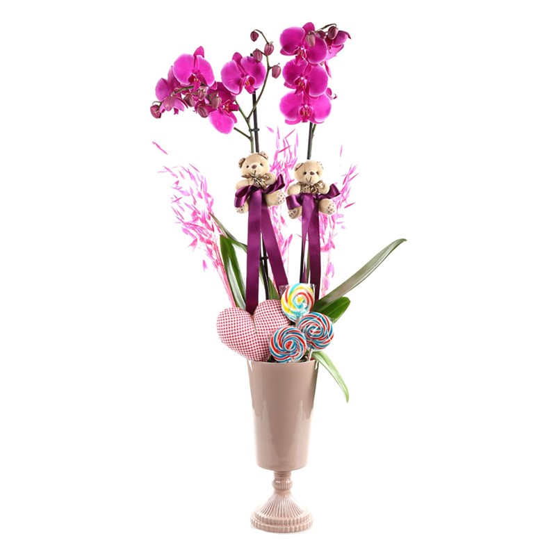 Purple Nice Orchid
