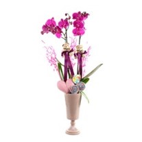 Purple Nice Orchid