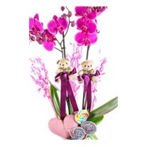 Purple Nice Orchid