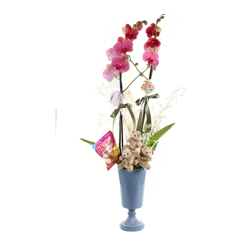 Orange Candy Orchid