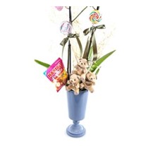 Orange Candy Orchid