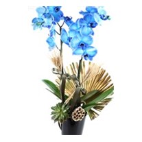 Golden Blue Orchid