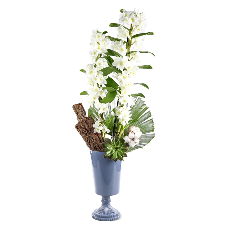 Nature Breeze White Dendrobium