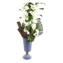 Nature Breeze White Dendrobium