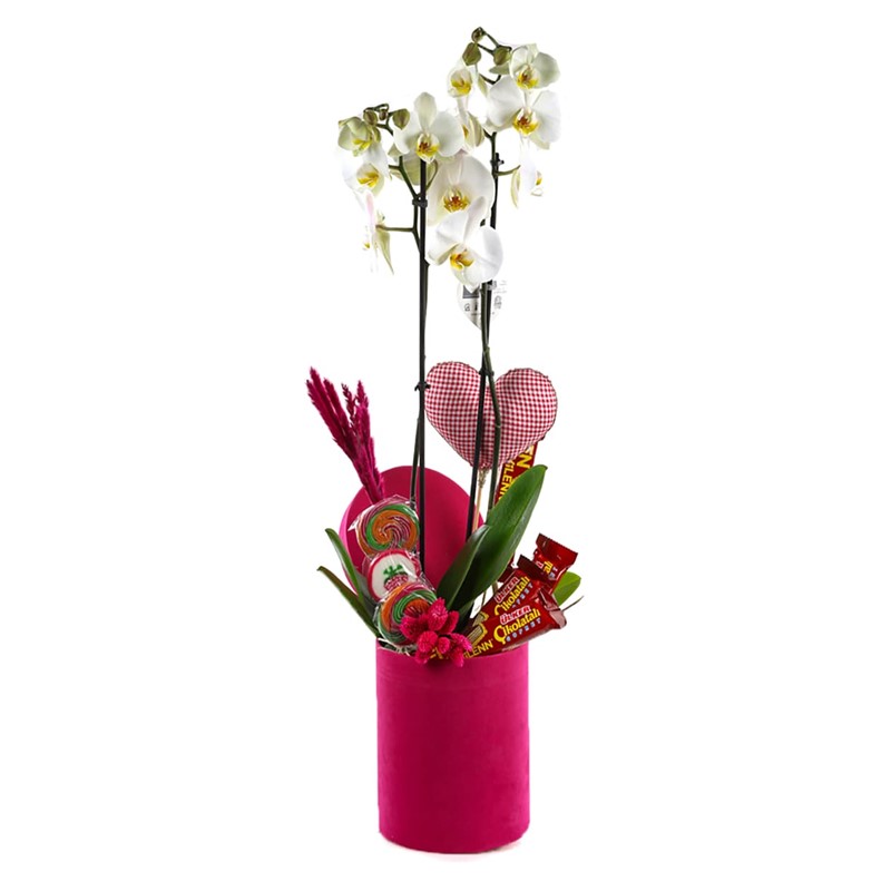 Candy Orchids İn a Pink Box