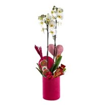 Candy Orchids İn a Pink Box