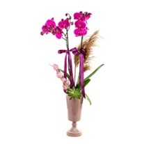 Pink Orchid Inspired By The Pampas