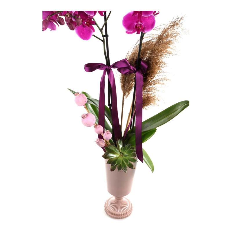 Pink Orchid Inspired By The Pampas