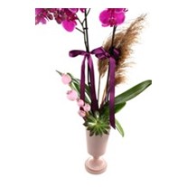 Pink Orchid Inspired By The Pampas