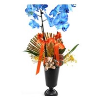 The Blue Orchid In The Candy Orkide