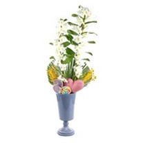 Candy White Dendrobium
