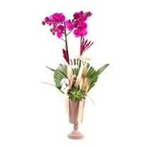 Orchid Of Cotton