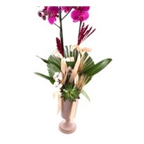Orchid Of Cotton