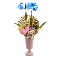The Sweetest Blue Orkide