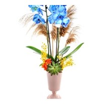 Pampas Luxury Mavi Orkide