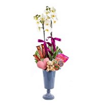 Jelly Bean Orchid