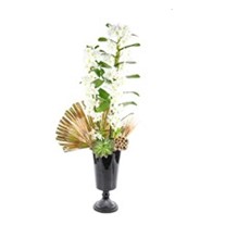 Royal Dendrobium Orchid
