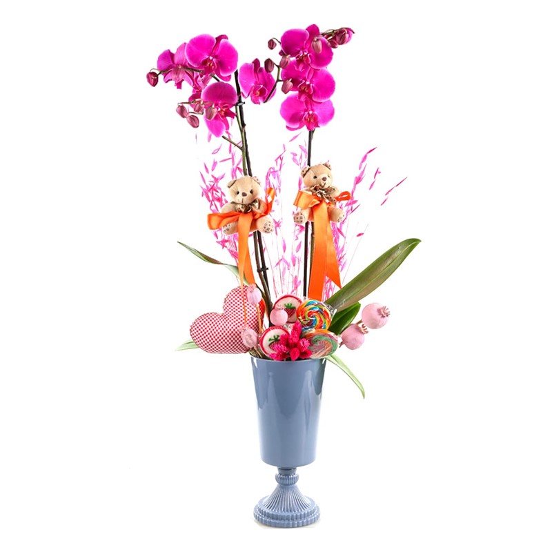 Cute Candy Orchid
