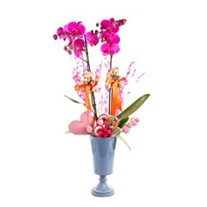 Cute Candy Orchid