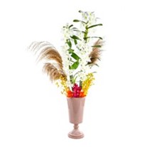 Cool Orchid