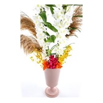 Cool Orchid