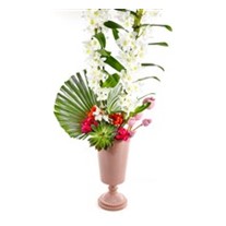 Angel Wings Orchid