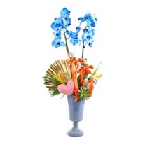 Teddy Bear Blue Orkide