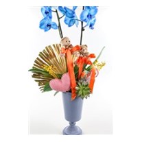 Teddy Bear Blue Orkide