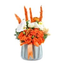 Orange Purity