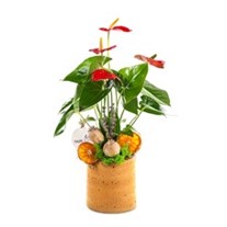 Autumn Anthurium