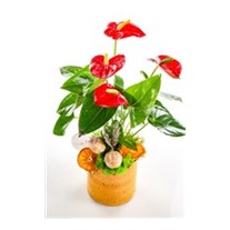 Autumn Anthurium