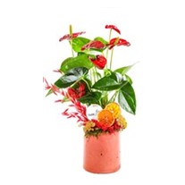 Hot Anthurium