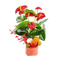 Hot Anthurium