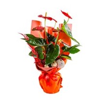 Anthurium Fever