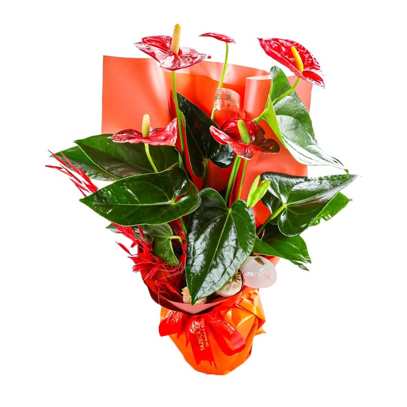 Anthurium Fever