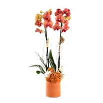 Rustic Beauty Orkide