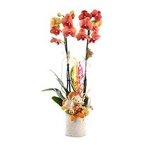 Sweet Luxury Orchid