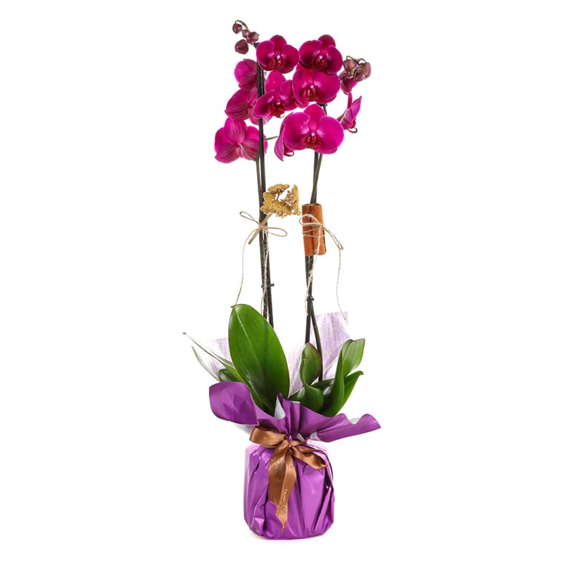 Lucky Purple Çift Dallı Mor Orkide